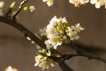 Poster - plum in early spring