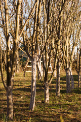 Poster - Young plum trees are planted in a row