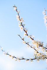 Poster - Flowering blackthorn in spring, close-up