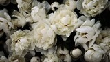 Fototapeta Tulipany - White peonies flat lay background. AI