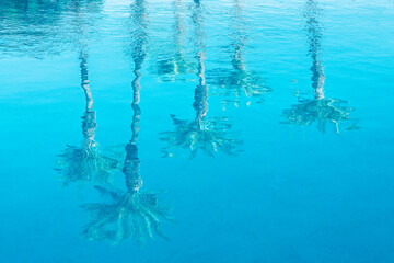 Water reflections of palm trees in a swimming pool, tropical poolside travel and tourism background