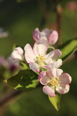 Wall Mural - Up close of pink apple tree blossoms in the spring