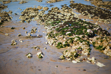 Poster - Picturesque panoramic landscape of Sainte-Marguerite sur Mer, Normandy, France