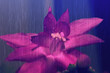 Piękny kwiat szlumbergera(grudnik)