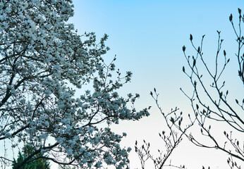 white flowers and  flower buds on a trees on the blue sky