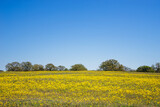 Fototapeta Na sufit - Yellow flower field and bright blue sky in the Texas spring.