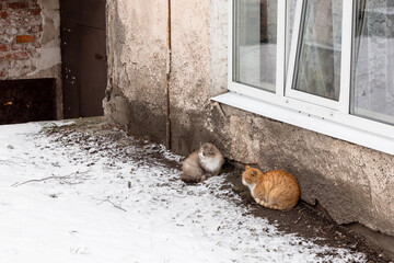 Street cats sit near the wall on a winter day