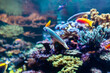 Underwater photo of coral reef with colourful fish