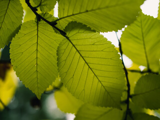 Wall Mural - green leaves background