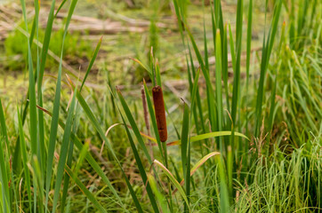 Poster - Broad-leaved cattail (Typha latifolia) is native flower in north America. Broadleaf cattail, bulrush, common bulrush, common cattail,