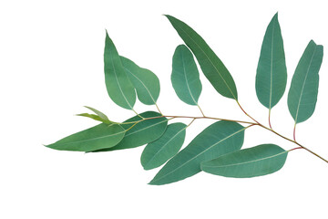 Canvas Print - Fresh eucalyptus leaves on tree twig a green foliage commonly known as gums or eucalypts plant