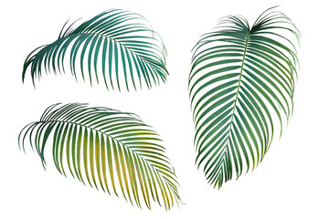 Sticker - Green and yellow palm leaves the tropical plant, set of three palm fronds