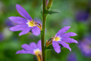 Wall Mural - Scaevola aemula, commonly known as the fairy fan-flower or common fan-flower