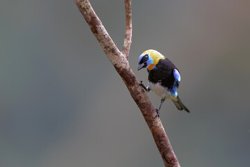 Poster - Golden-hooded Tanager (Stilpnia larvata) sitting on a branche in San Isidro del General, Costa Rica. 