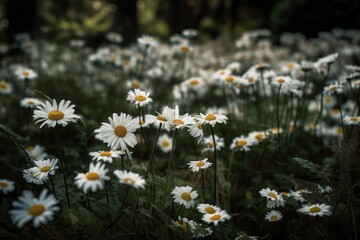 Wall Mural - sunny field filled with white daisies and yellow centers. Generative AI