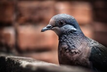 A Pigeon Portrait Against A Brick Wall. Generative AI