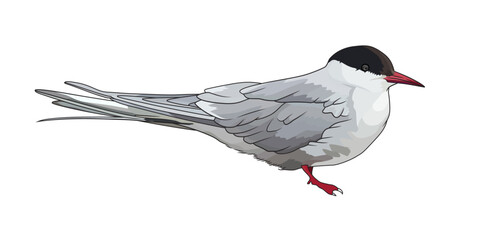 Arctic tern Sterna paradisial bird vector illustration.