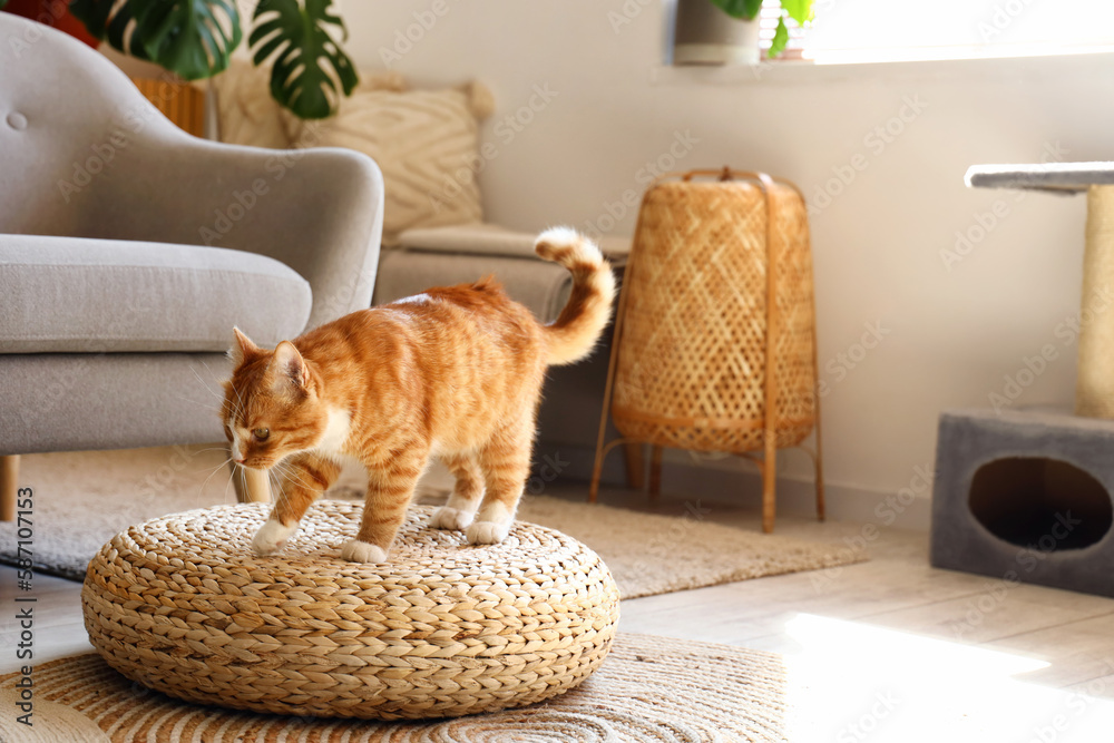 Funny red cat on wicker pouf at home