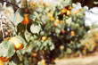 Apricot trees with ripe fruits in orchard, summer harvest time. Closeup shot. Summer harvest in garden