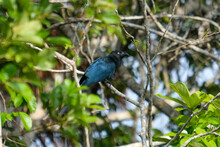 Cuculidae Black Blue Cuckoos Bird At The Branch Of Tree At Sandoval Lake Puerto Maldonado Amazonas. 