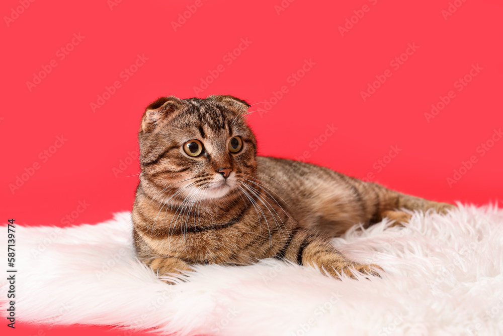 Striped Scottish fold cat lying on fluffy plaid against red background