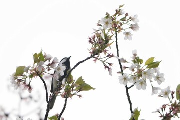 Poster - japanese tit on a cherry tree