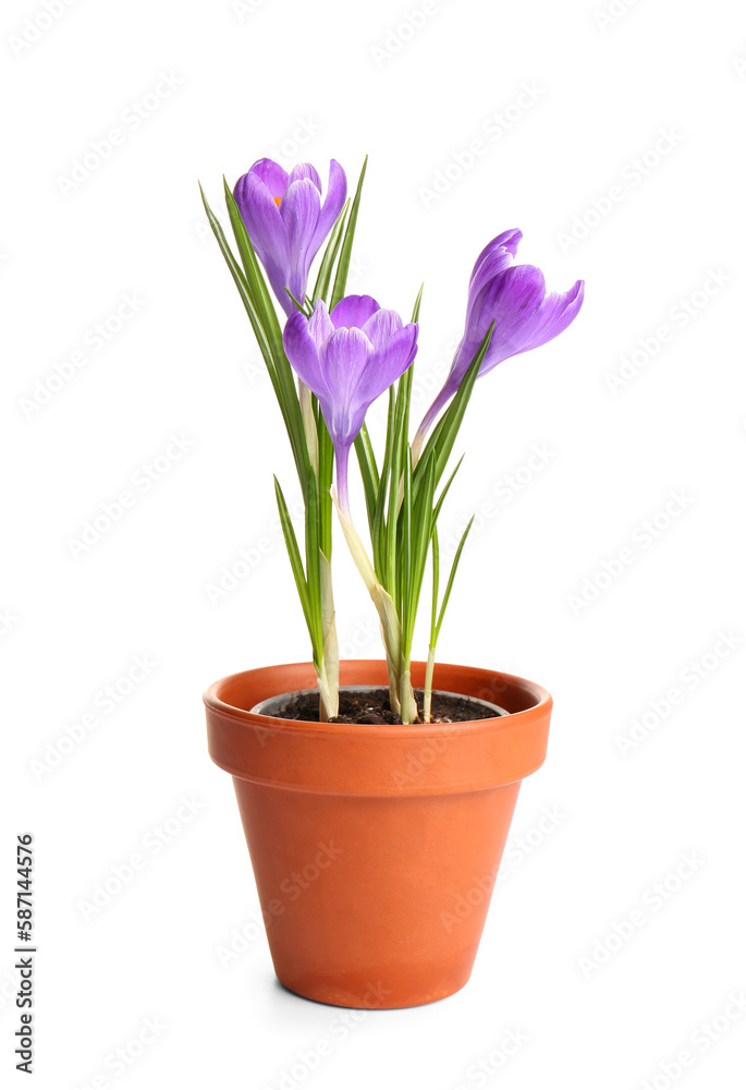 Pot with beautiful Saffron flowers on white background
