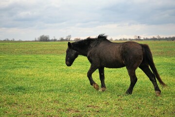 Sticker - horse in the field