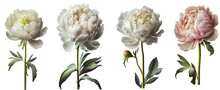 Peony Flower Group Of 4 In White And Pink. Isolated On Transparent Background. Created Using Generative AI.