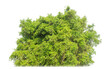 Shrubs isolated on transparent background with clipping path and alpha channel.
