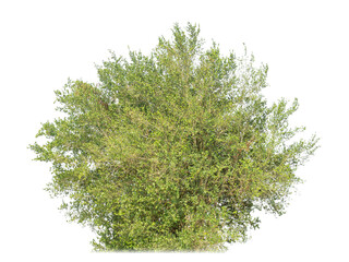 Poster - Shrubs isolated on transparent background with clipping path and alpha channel..