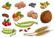 Nuts, grain, kernels and berries. Isolated sketch vector wheat, almond, coffee beans, pea pod, bean, pistachio, coconut, sunflower seeds, peanut hazelnut walnut berries
