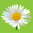 © Valerii - chamomile flower on green background
