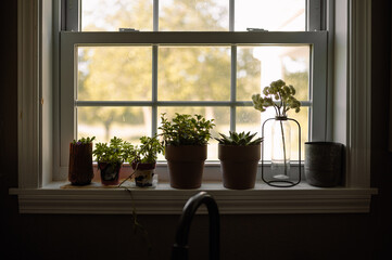 indoor plants lined up on windowsill