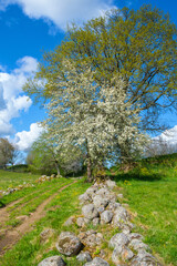 Poster - Flowering fruit tree at a dirt road in a rural landscape