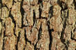 naturalna tapeta kora drzewa liściastego 