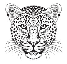 Leopard Portrait Hand Drawn Sketch Vector Illustration Wild Animals