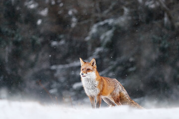 Wall Mural - Snow storm with fox. Animal on the winter forest meadow, with white snow. Red Fox hunting, Vulpes vulpes, wildlife scene from Europe. Orange fur coat animal in the nature habitat.