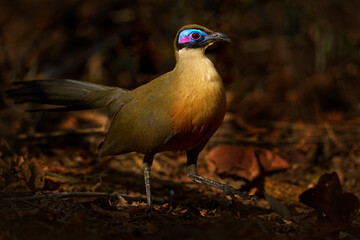 Poster - Giant coua, Coua gigas, bird in the nature habitat, Kirindy Dorest in Madagascar. Giant coua, endemic bird in the nature habitat, dry tropic forest in Madagascar. Rare bird, evening light.