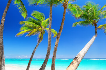 Wall Mural - Tropical white sand beach with coconut palm trees and turquoise blue water in Punta Cana, Dominican Republic.