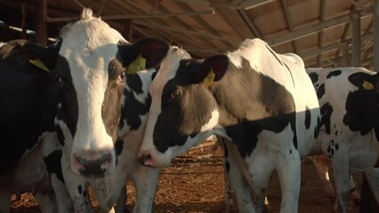 Sticker - Herd of cow inside the farm