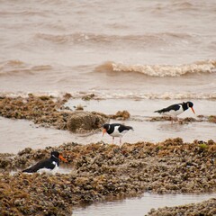 Sticker - Three oystercatcher birds standing on the seacoast