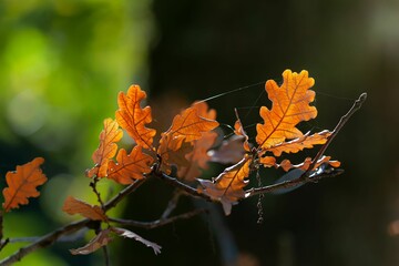 Closeup of bright orange leaves and thin branches bound by cobwebs on a blurred background