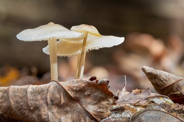 Sticker - Closeup shot of thin small fungus growing on a forest floor with dry leaves