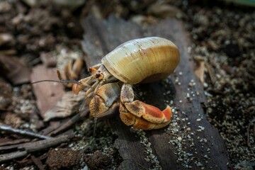 Wall Mural - Close up of a Hermit crab (Paguroidea) crawling on a wooden surface and sand