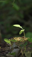 Canvas Print - Vertical closeup video of green leaves of flower sprout in the forest on a blurred background