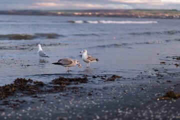 Sticker - Selective focus shot of seagulls on the seashore