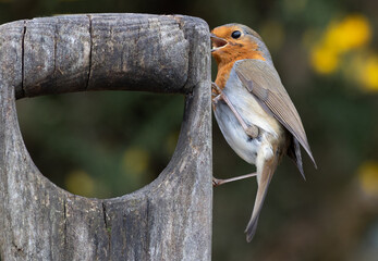 Poster - A small robin looking for grubs is perched on the wooden handle of a garden spade or fork. There is copy space around the subject