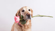 A cute dog holding beautiful flowers, mothers day banner. 