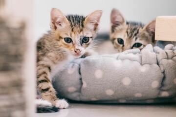 Poster - Cute tabby kittens looking at the camera